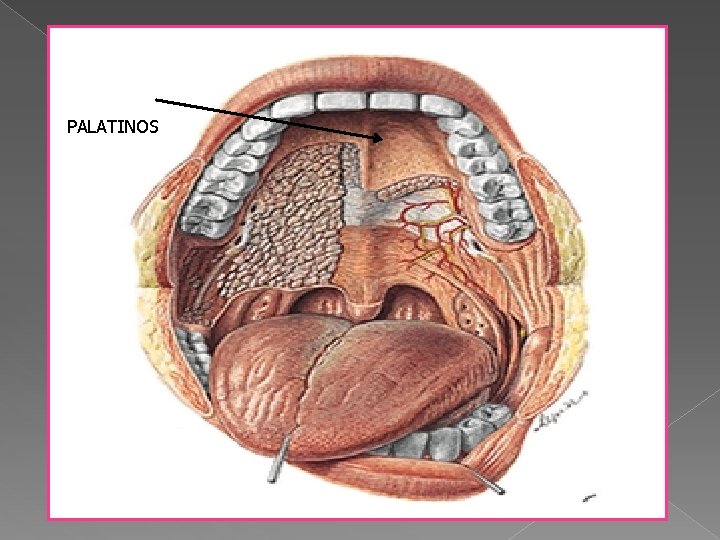 PALATINOS 