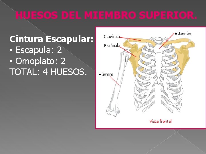 HUESOS DEL MIEMBRO SUPERIOR. Cintura Escapular: • Escapula: 2 • Omoplato: 2 TOTAL: 4