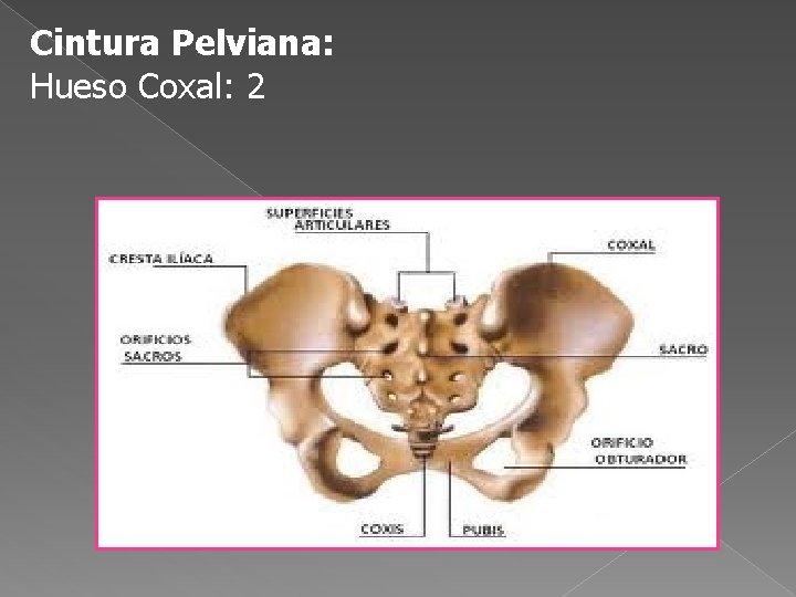 Cintura Pelviana: Hueso Coxal: 2 