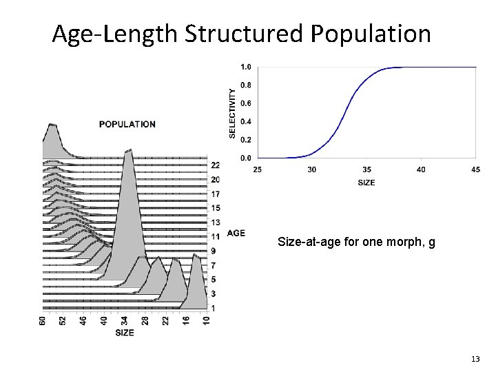 Age-Length Structured Population Size-at-age for one morph, g 13 Age-Length Structured Population Size-at-age for one morph, g 13