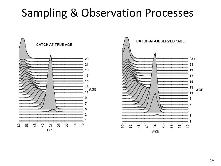 Sampling & Observation Processes 14 Sampling & Observation Processes 14