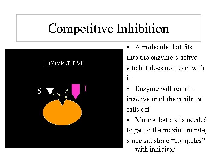 Competitive Inhibition • A molecule that fits into the enzyme’s active site but does