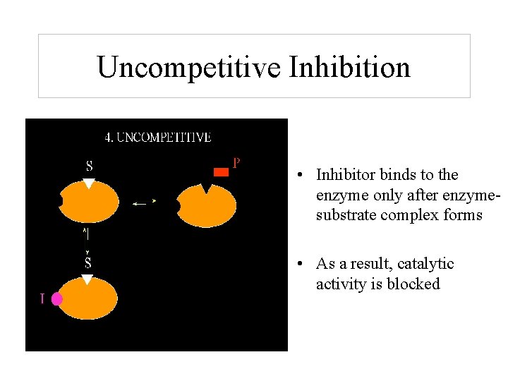 Uncompetitive Inhibition • Inhibitor binds to the enzyme only after enzymesubstrate complex forms •