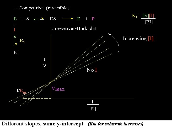 Different slopes, same y-intercept (Km for substrate increases) 