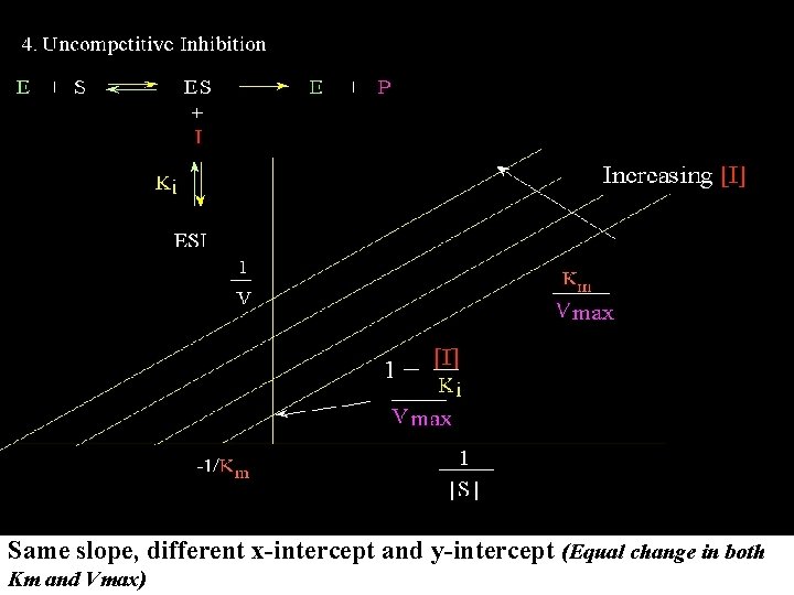 Same slope, different x-intercept and y-intercept (Equal change in both Km and Vmax) 