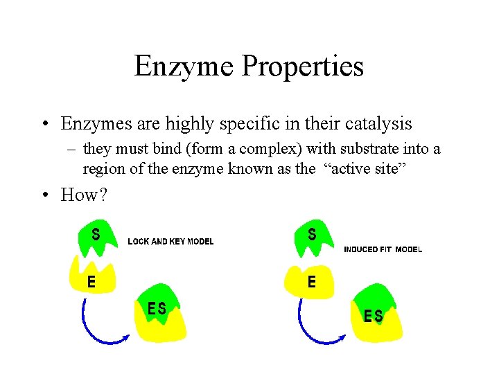Enzyme Properties • Enzymes are highly specific in their catalysis – they must bind