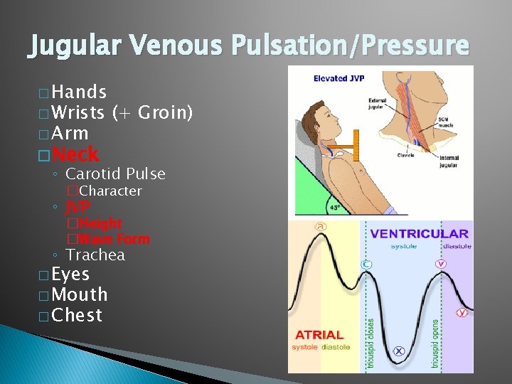 Jugular Venous Pulsation/Pressure � Hands � Wrists � Arm (+ Groin) � Neck ◦ Jugular Venous Pulsation/Pressure � Hands � Wrists � Arm (+ Groin) � Neck ◦