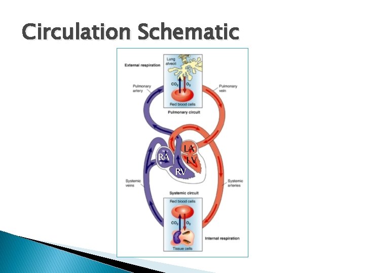 Circulation Schematic LA RA LV RV Circulation Schematic LA RA LV RV