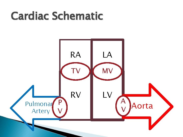 Cardiac Schematic Pulmonary P Artery V RA LA TV MV RV LV A V Cardiac Schematic Pulmonary P Artery V RA LA TV MV RV LV A V