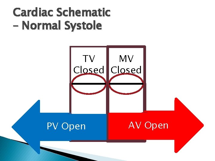 Cardiac Schematic – Normal Systole TV MV Closed PV Open AV Open Cardiac Schematic – Normal Systole TV MV Closed PV Open AV Open