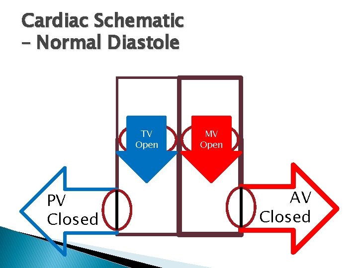 Cardiac Schematic – Normal Diastole TV Open PV Closed MV Open AV Closed Cardiac Schematic – Normal Diastole TV Open PV Closed MV Open AV Closed