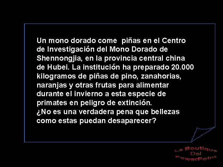 Un mono dorado come piñas en el Centro de Investigación del Mono Dorado de