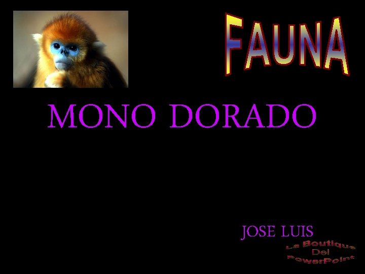 MONO DORADO JOSE LUIS 