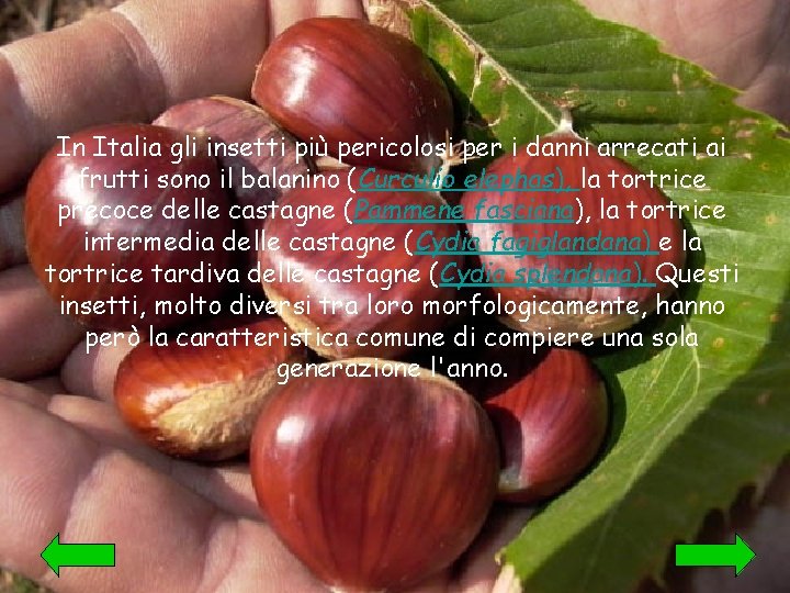 In Italia gli insetti più pericolosi per i danni arrecati ai frutti sono il