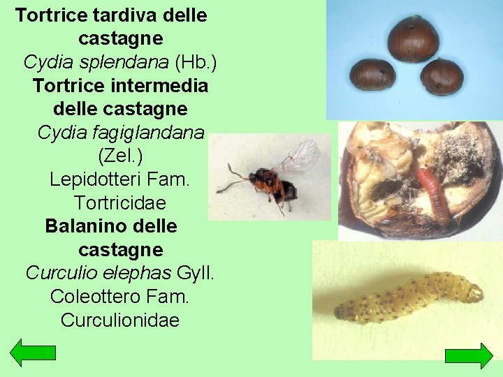 Tortrice tardiva delle castagne Cydia splendana (Hb. ) Tortrice intermedia delle castagne Cydia fagiglandana