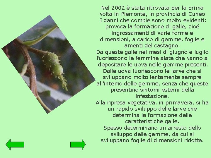 Nel 2002 è stata ritrovata per la prima volta in Piemonte, in provincia di