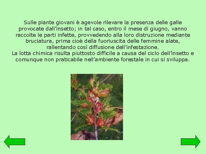 Sulle piante giovani è agevole rilevare la presenza delle galle provocate dall’insetto; in tal