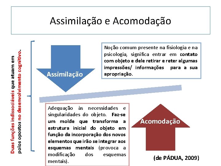 Duas funções indissociáveis que atuam em polos opostos no desenvolvimento cognitivo Assimilação e Acomodação