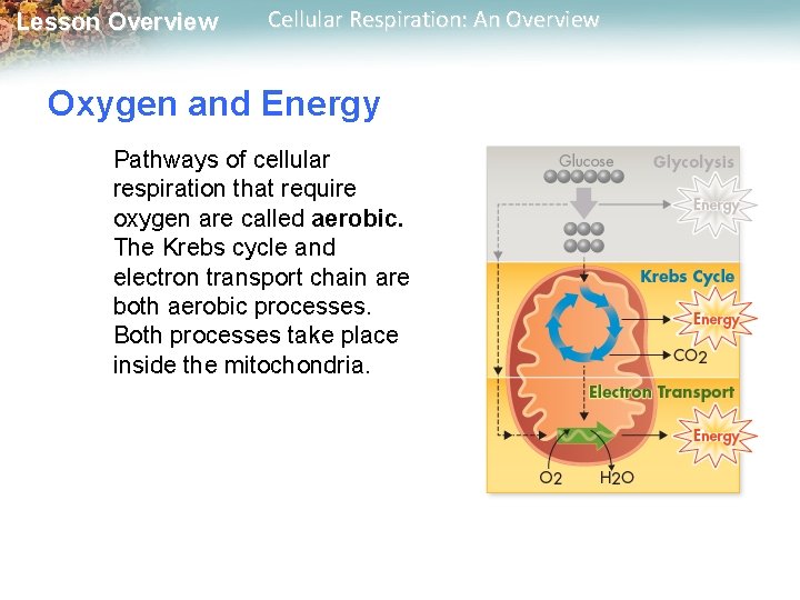 Lesson Overview Cellular Respiration: An Overview Oxygen and Energy Pathways of cellular respiration that
