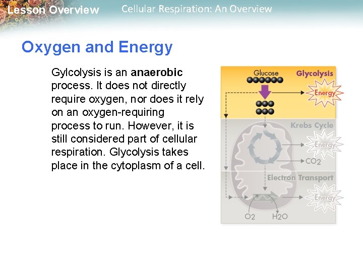 Lesson Overview Cellular Respiration: An Overview Oxygen and Energy Gylcolysis is an anaerobic process.