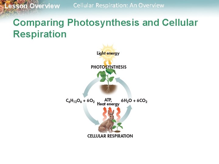 Lesson Overview Cellular Respiration: An Overview Comparing Photosynthesis and Cellular Respiration 