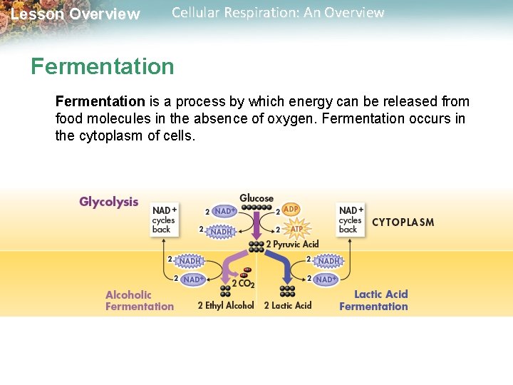 Lesson Overview Cellular Respiration: An Overview Fermentation is a process by which energy can