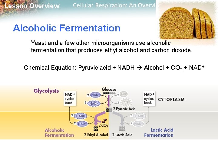Lesson Overview Cellular Respiration: An Overview Alcoholic Fermentation Yeast and a few other microorganisms