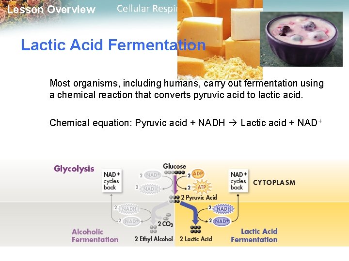 Lesson Overview Cellular Respiration: An Overview Lactic Acid Fermentation Most organisms, including humans, carry