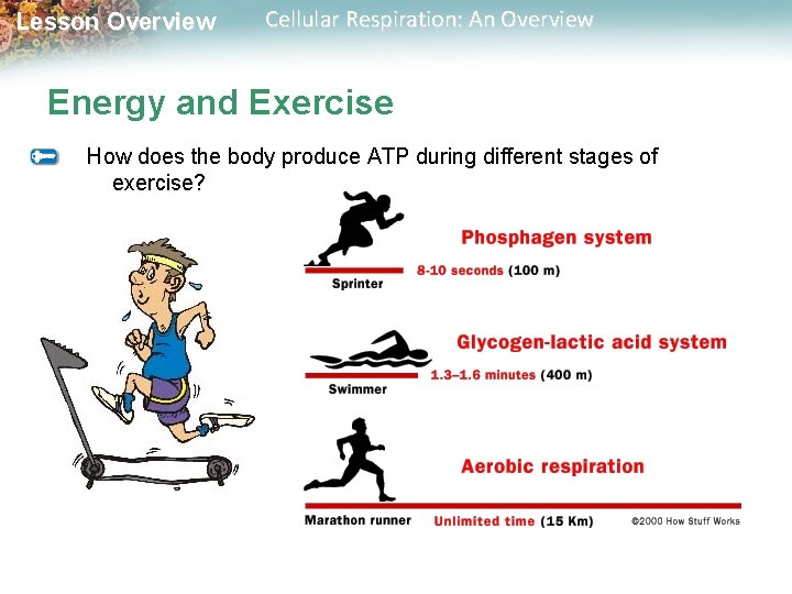 Lesson Overview Cellular Respiration: An Overview Energy and Exercise How does the body produce