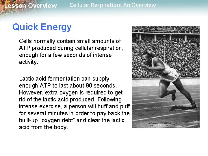 Lesson Overview Cellular Respiration: An Overview Quick Energy Cells normally contain small amounts of