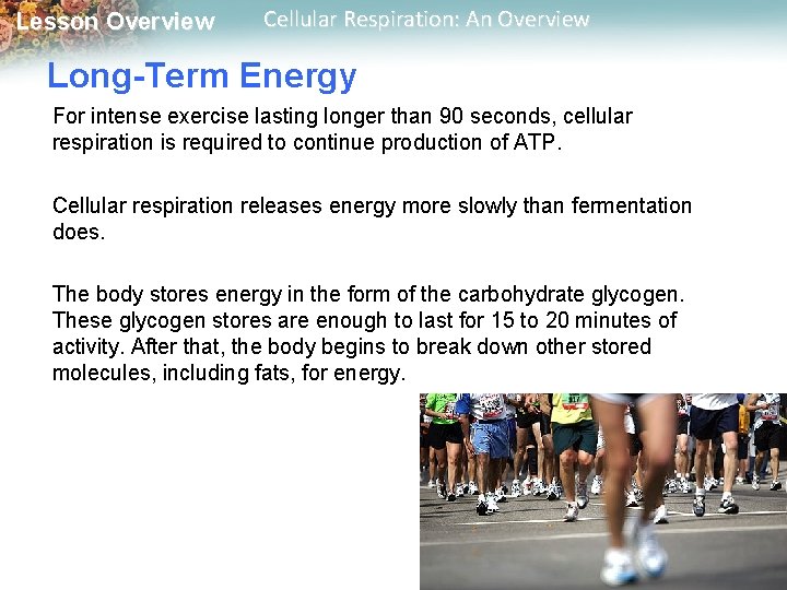 Lesson Overview Cellular Respiration: An Overview Long-Term Energy For intense exercise lasting longer than