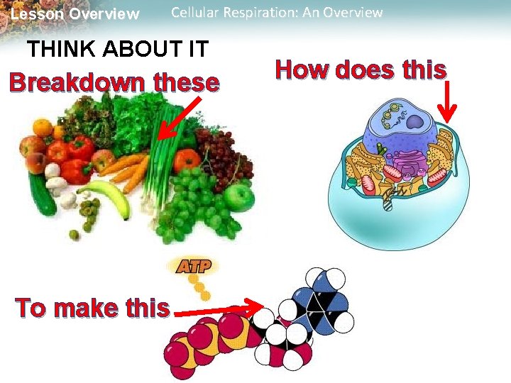 Lesson Overview Cellular Respiration: An Overview THINK ABOUT IT Breakdown these To make this