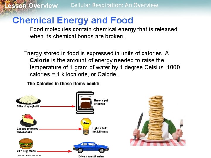 Lesson Overview Cellular Respiration: An Overview Chemical Energy and Food molecules contain chemical energy