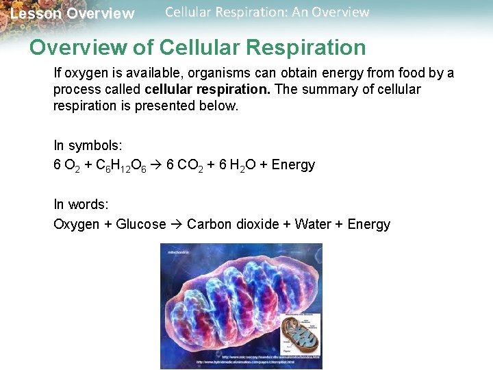 Lesson Overview Cellular Respiration: An Overview of Cellular Respiration If oxygen is available, organisms