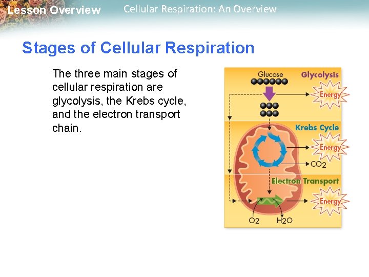 Lesson Overview Cellular Respiration: An Overview Stages of Cellular Respiration The three main stages