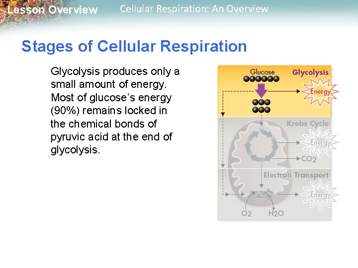Lesson Overview Cellular Respiration: An Overview Stages of Cellular Respiration Glycolysis produces only a