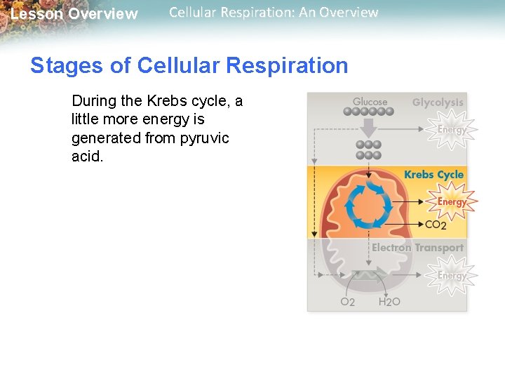 Lesson Overview Cellular Respiration: An Overview Stages of Cellular Respiration During the Krebs cycle,