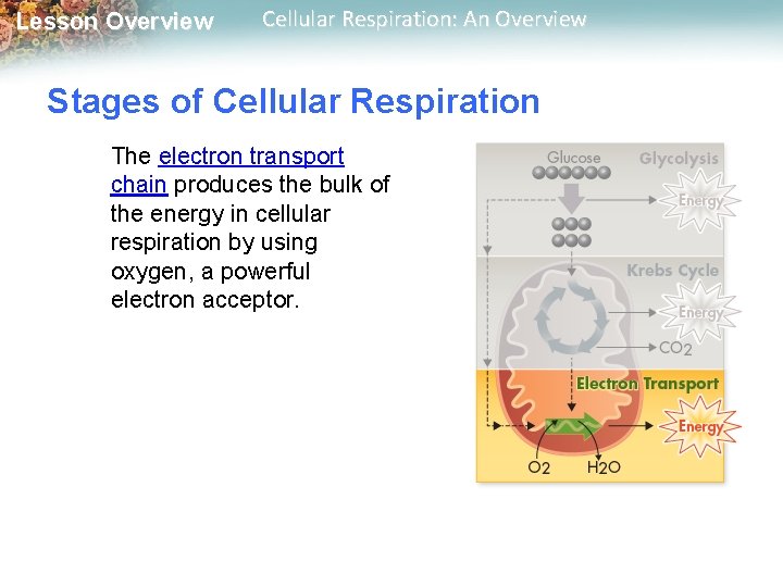 Lesson Overview Cellular Respiration: An Overview Stages of Cellular Respiration The electron transport chain