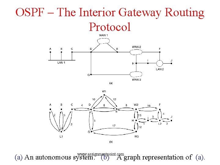 OSPF – The Interior Gateway Routing Protocol www. assignmentpoint. com (a) An autonomous system.