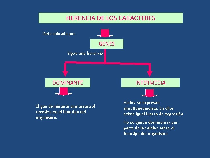 HERENCIA DE LOS CARACTERES Determinada por GENES Sigue una herencia DOMINANTE El gen dominante