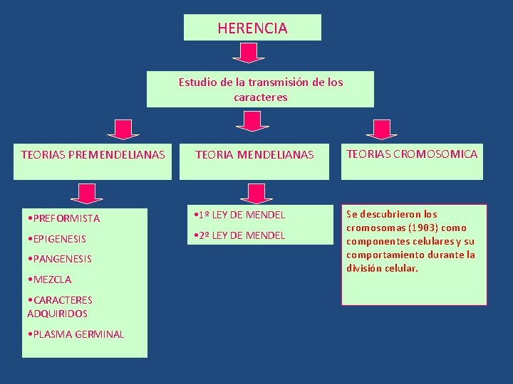 HERENCIA Estudio de la transmisión de los caracteres TEORIA MENDELIANAS TEORIAS CROMOSOMICA • PREFORMISTA