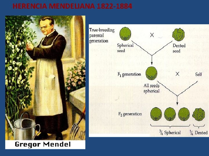 HERENCIA MENDELIANA 1822 -1884 