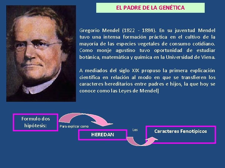 EL PADRE DE LA GENÉTICA Gregorio Mendel (1822 - 1884). En su juventud Mendel