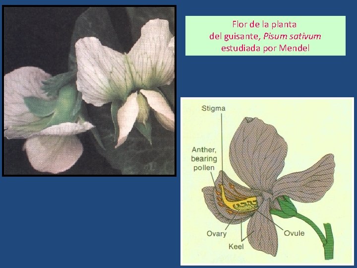 Flor de la planta del guisante, Pisum sativum estudiada por Mendel 