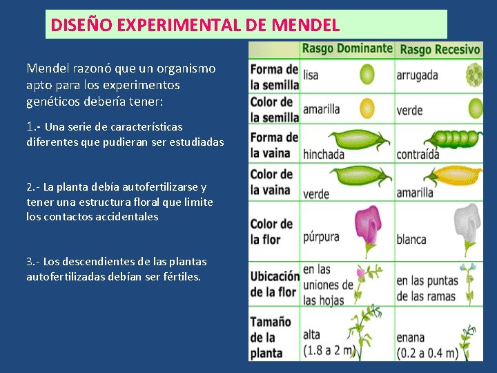 DISEÑO EXPERIMENTAL DE MENDEL Mendel razonó que un organismo apto para los experimentos genéticos