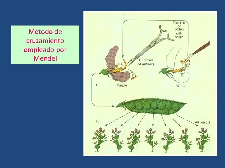 Método de cruzamiento empleado por Mendel 