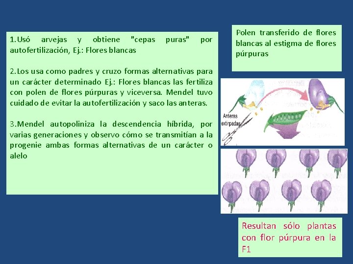 1. Usó arvejas y obtiene "cepas autofertilización, Ej. : Flores blancas puras" por Polen