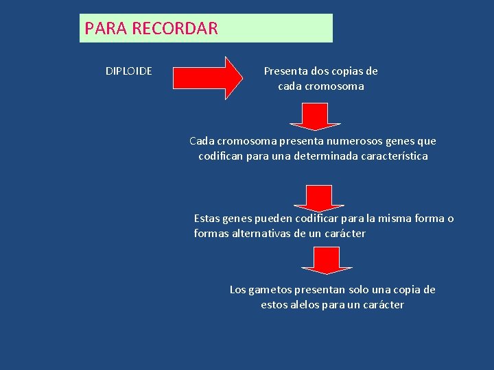 PARA RECORDAR DIPLOIDE Presenta dos copias de cada cromosoma Cada cromosoma presenta numerosos genes