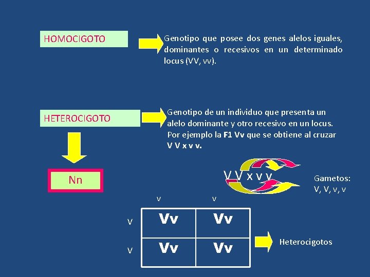 Genotipo que posee dos genes alelos iguales, dominantes o recesivos en un determinado locus