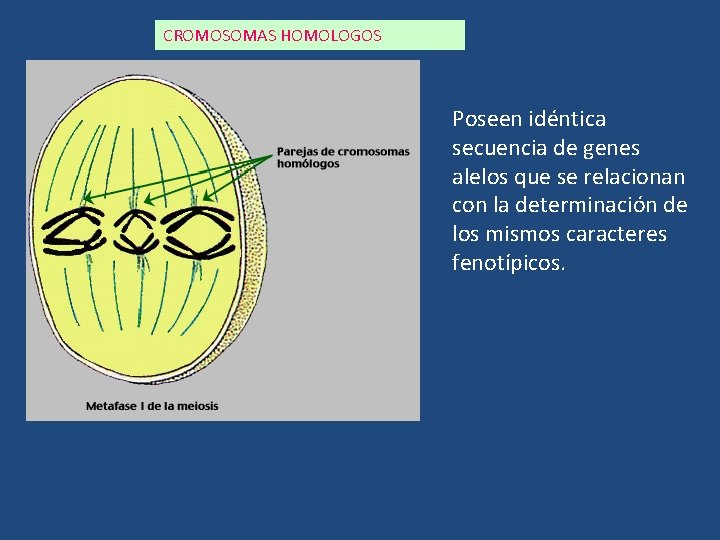 CROMOSOMAS HOMOLOGOS Poseen idéntica secuencia de genes alelos que se relacionan con la determinación